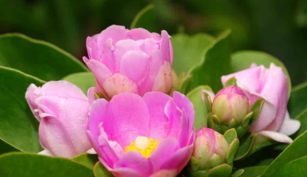 Flor de ora-pro-nóbis rosa