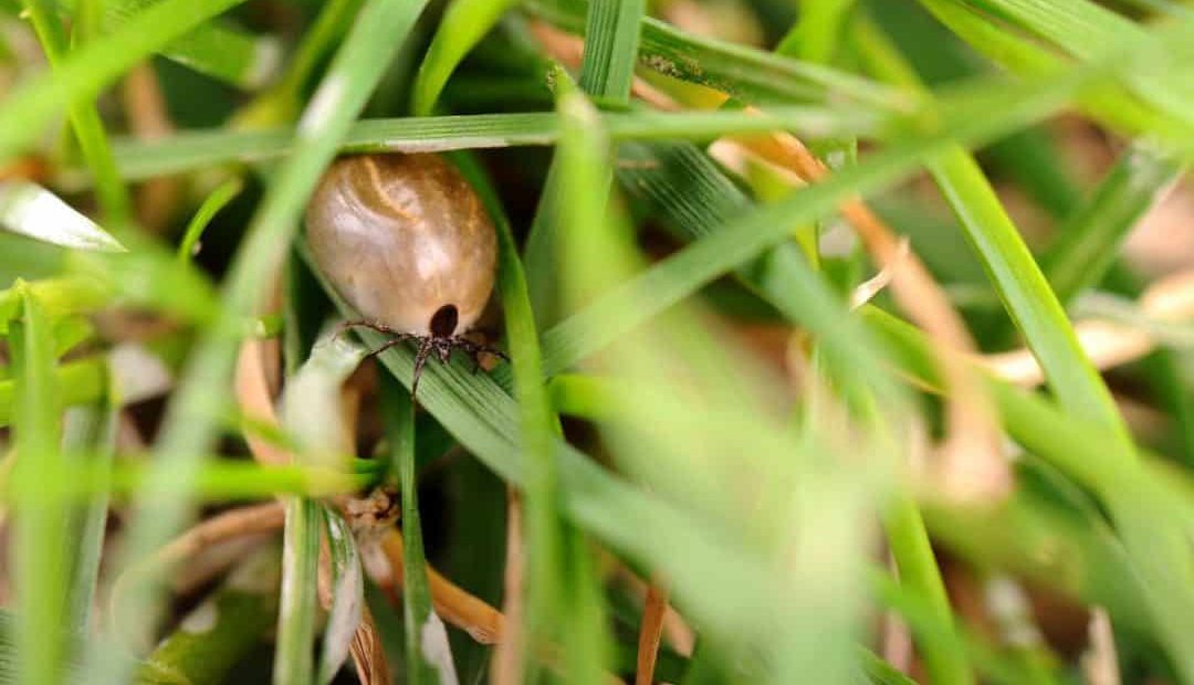 Conheça 4 práticas infalíveis para combater o carrapato na propriedade rural