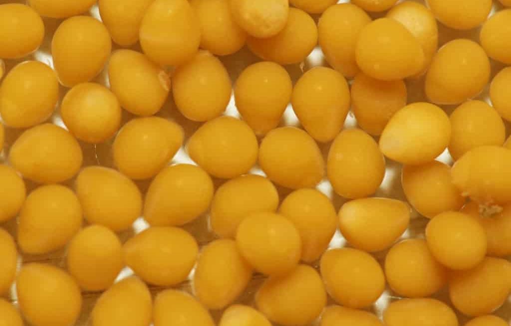 Vários ovos de tilápia do Nilo em imagem super aproximada
