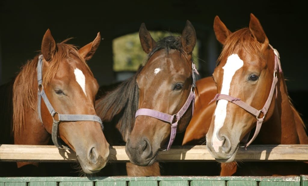 Raças de cavalo mais comuns no Brasil