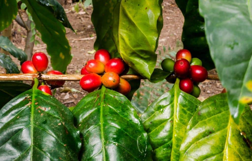 Galho de café com pouco grão de café na roseta devido à ferrugem