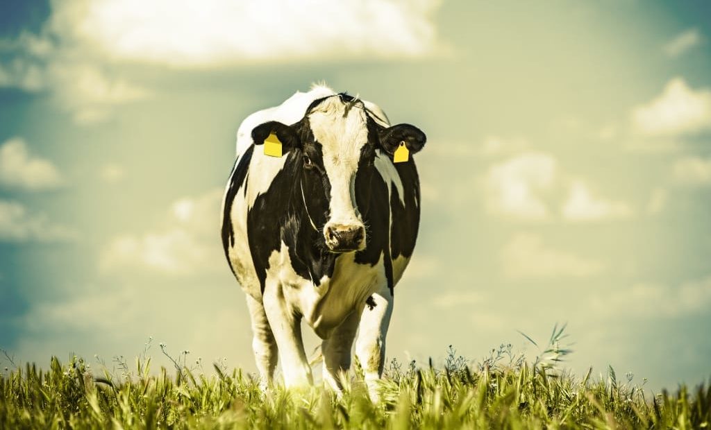 Como reduzir o estresse térmico dos rebanhos de vacas leiteiras?