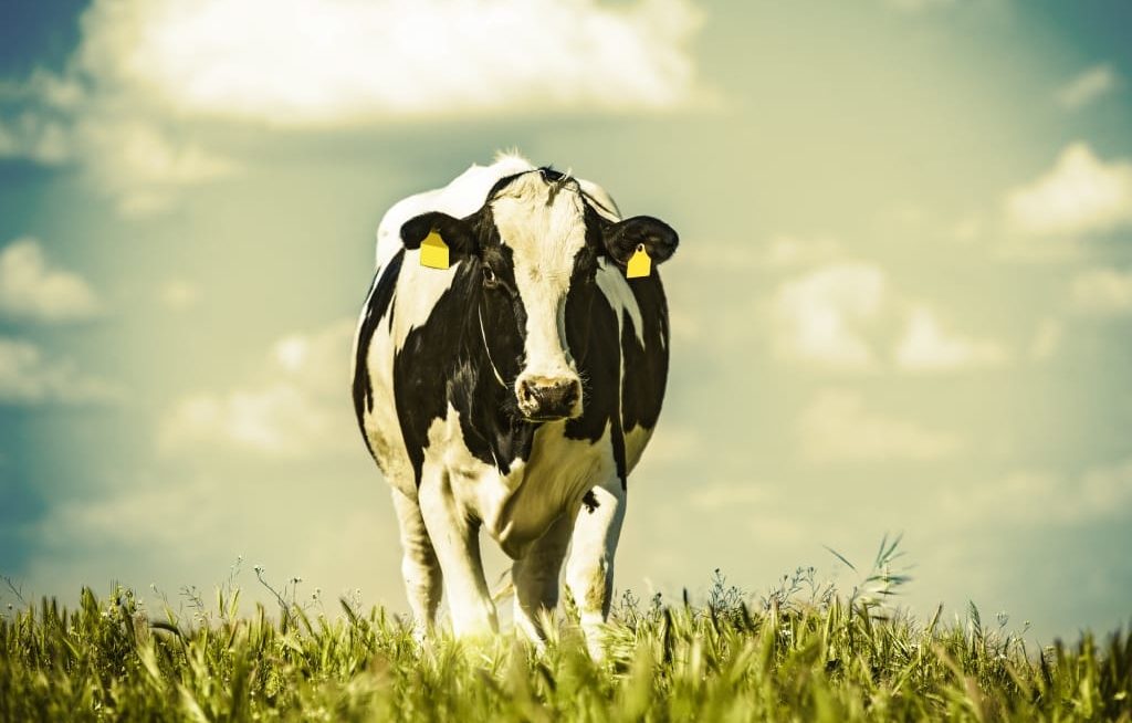 Vaca caminhado no pasto com sol forte