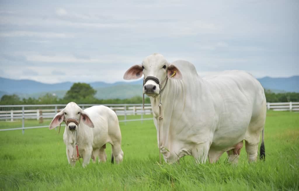 Vaca e tourinha Brahman