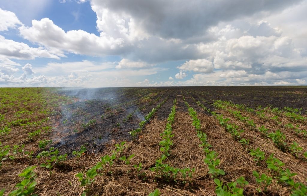 Fogo em plantação de plantio direto