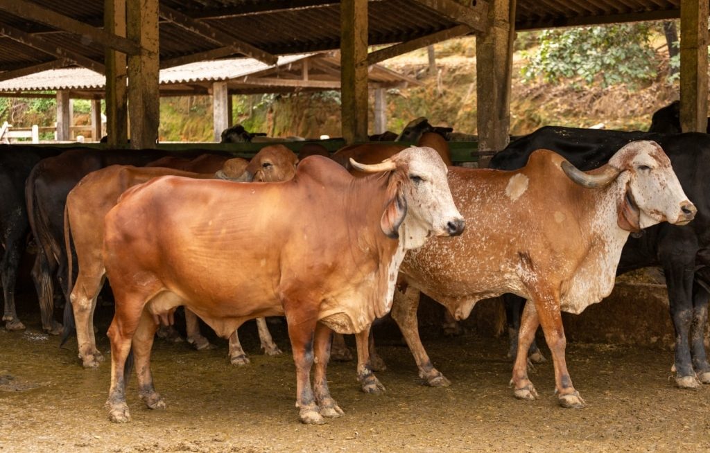 Vacas Gir