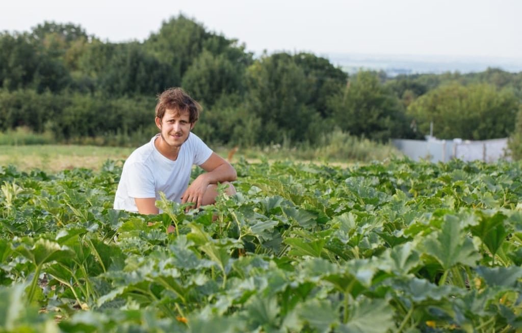 Agricultor familiar na plantação de abóbora