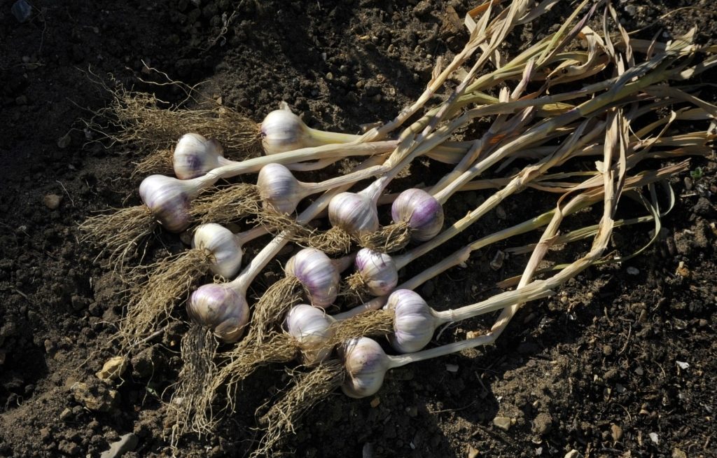 Ramos de planta de alho secando no sol