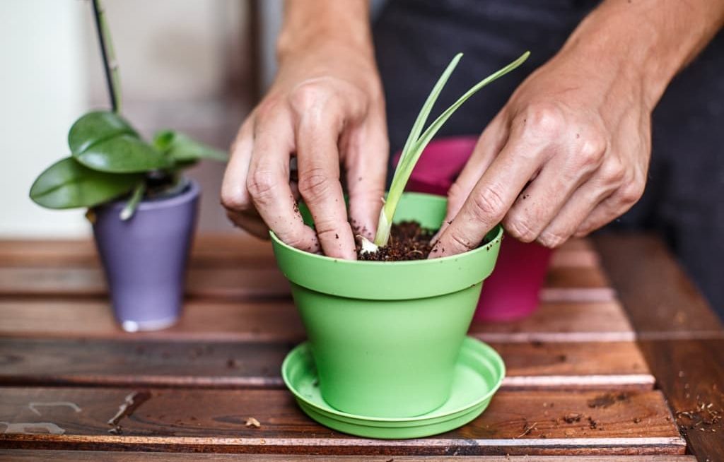 Mãos plantando alho em vasos