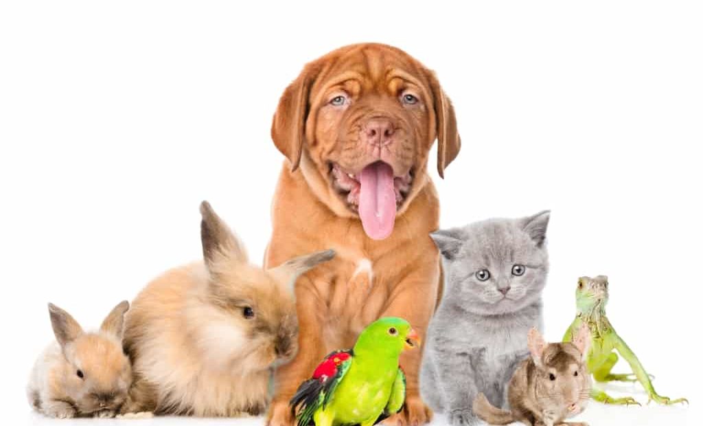 Conheça os animais que podem ser criados em casa