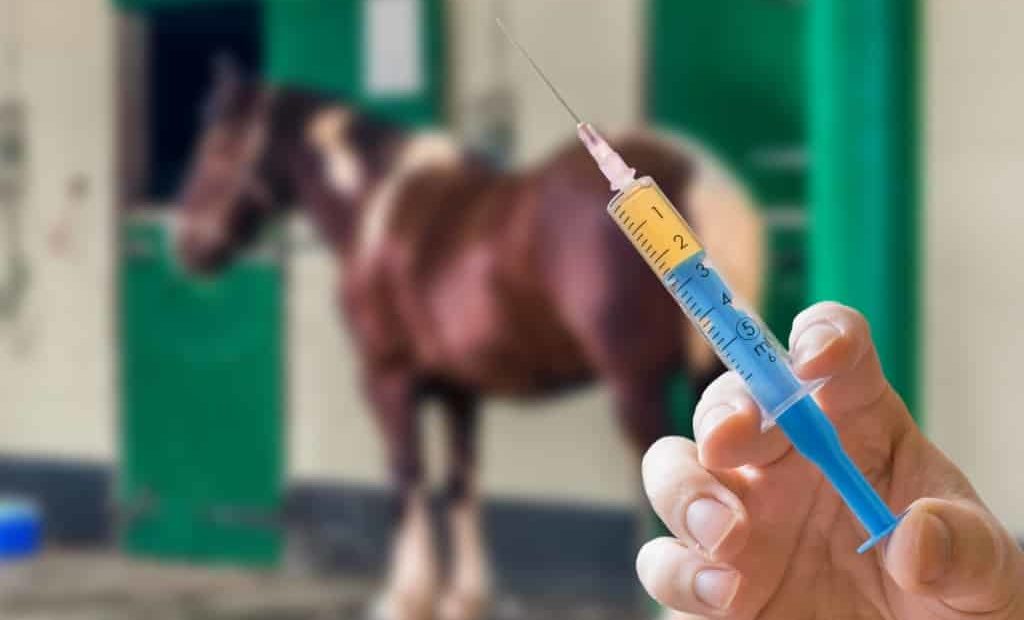 Covid-19: animais de grande porte são usados para produzir anticorpos