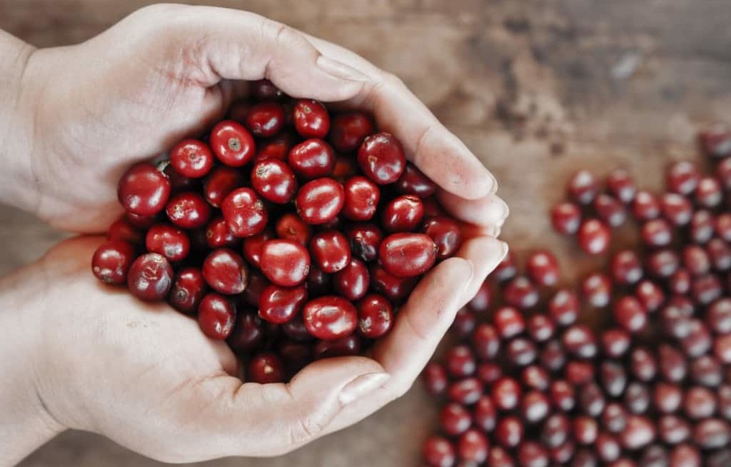 Mãos cheias de café cereja