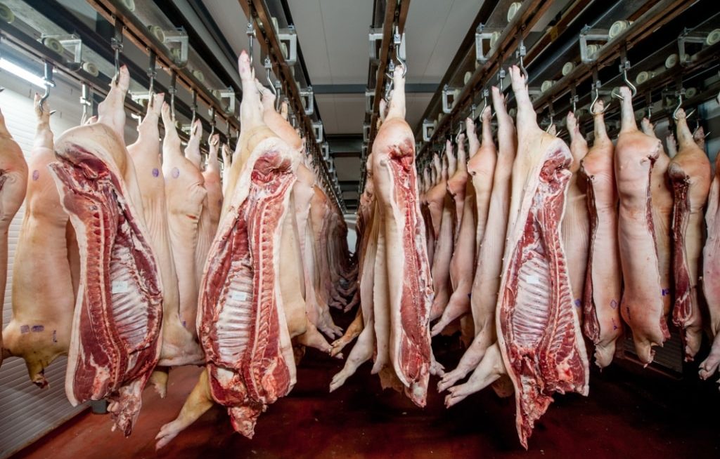 Carcaças suínas penduradas