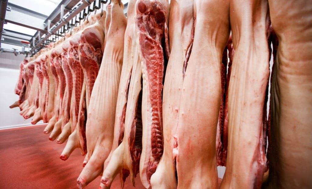 Como o pré-abate influi na qualidade da carne suína?