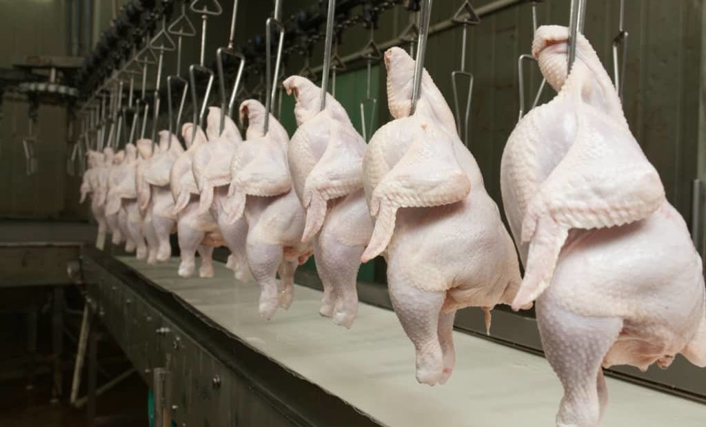 Pela primeira vez, carne de frango lidera consumo mundial