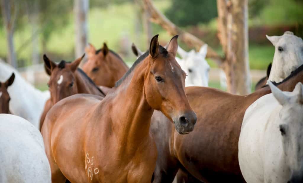 Cavalo Mangalarga: características da raça