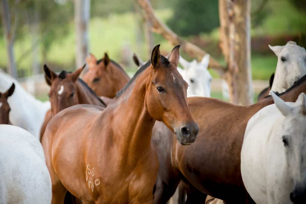 Cavalo Mangalarga: características da raça - MF Magazine