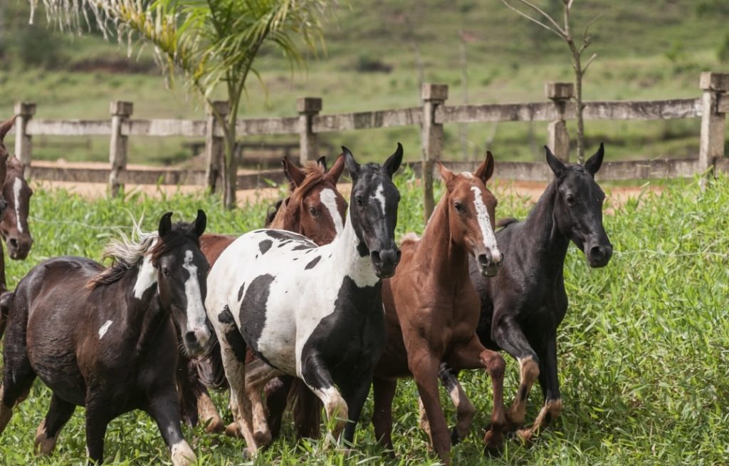 Vários cavalos Mangalarga andando ao lado