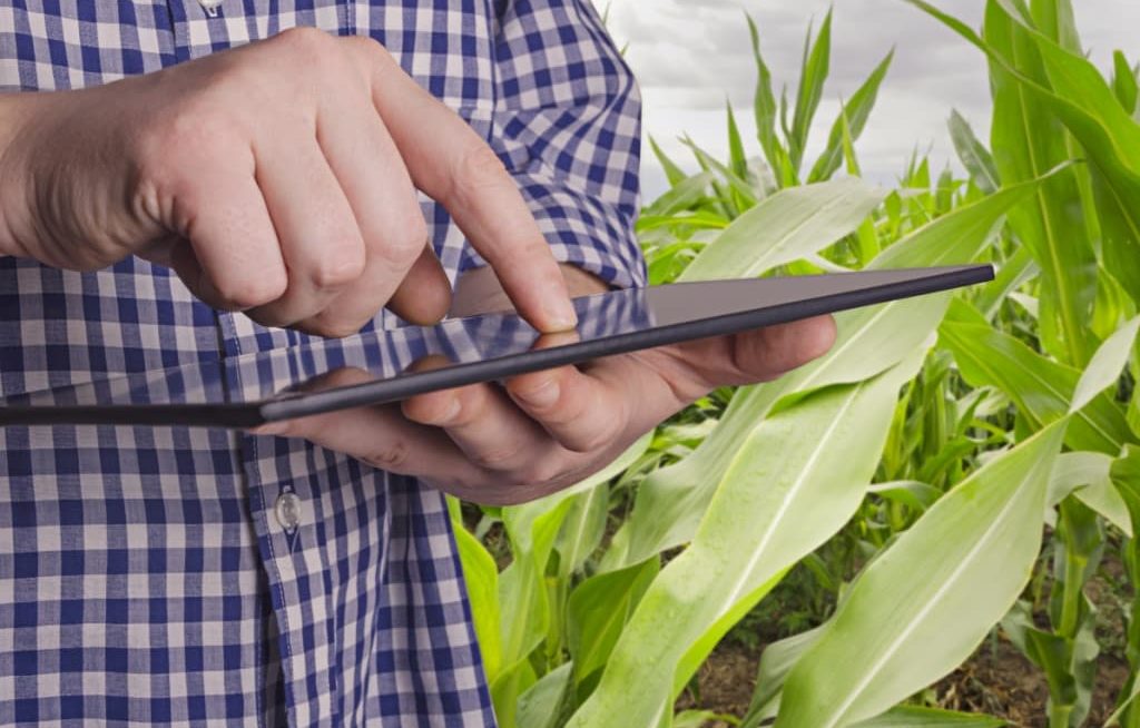Produtor com tablet fazendo contas no milharal