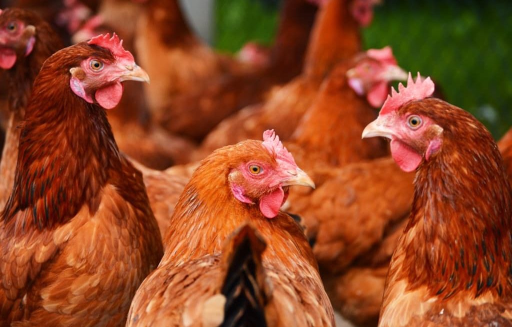 Aves vermelhas juntas