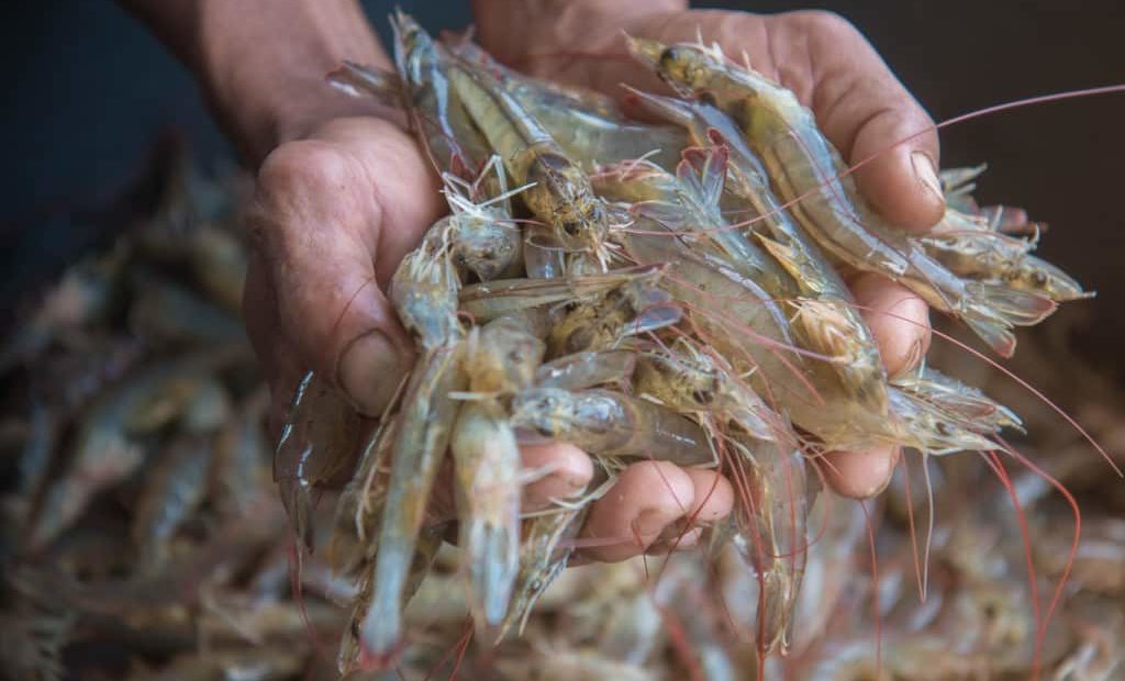Criação e cultivo de camarão