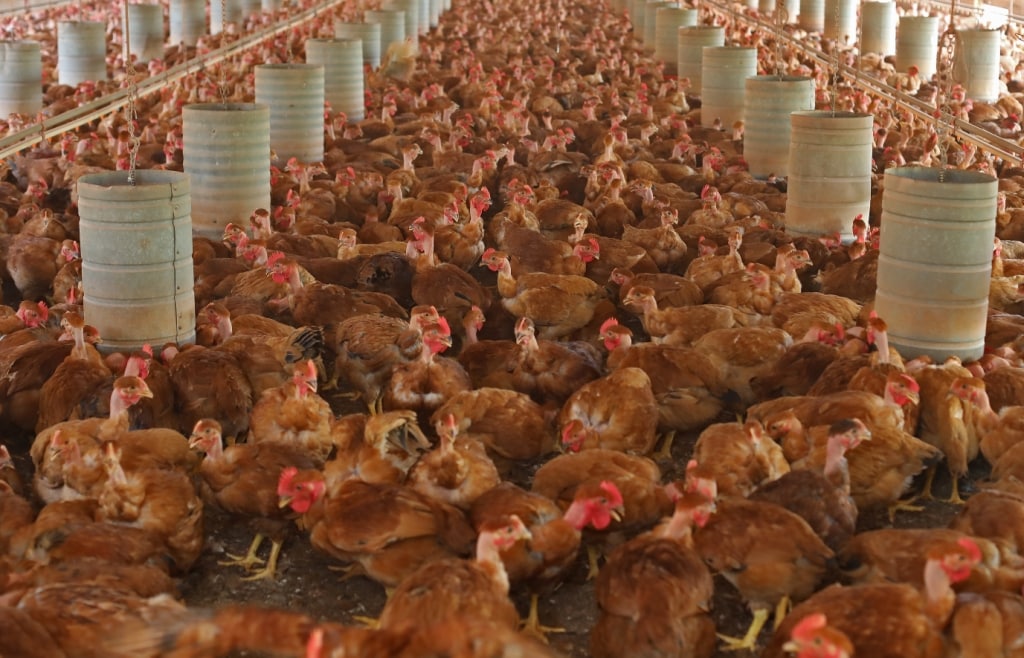 Granja especializada na criação de galinha caipira
