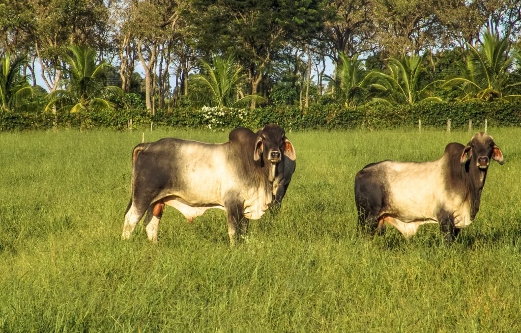 Touros guzerá no pasto