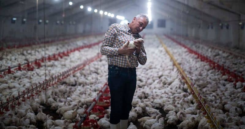 O papel da iluminação para a melhoria da produtividade nas granjas