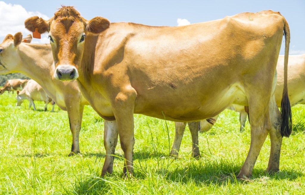 Vacas Jersey