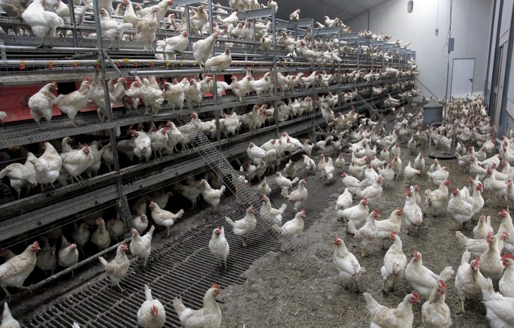 Aves estimuladas por luz em granja
