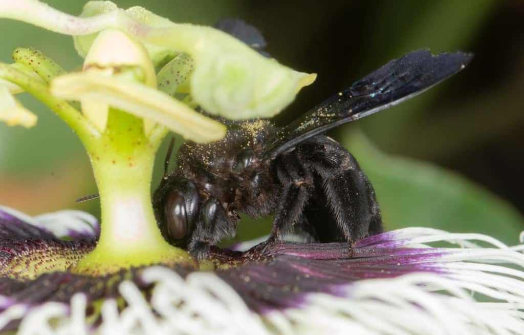 Mamangava polinizando a flor do maracujá