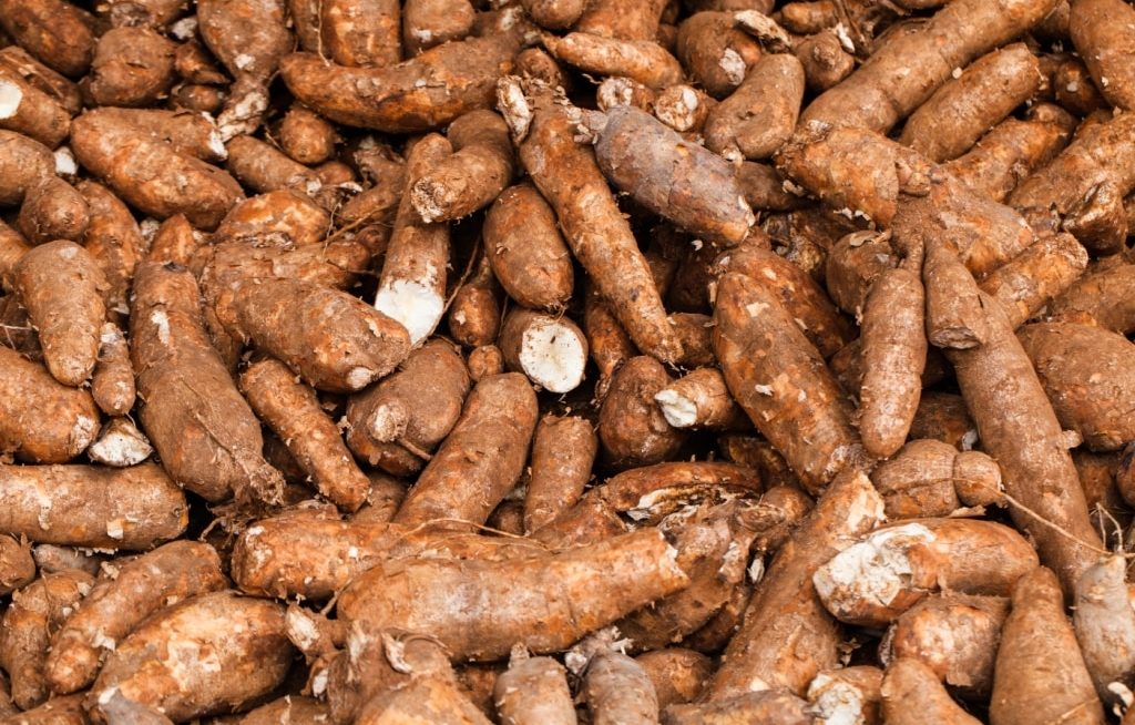 Mandioca em pilha