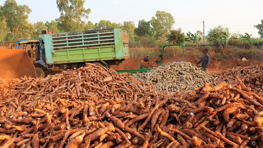 Mandioca colhida em meio a máquinas e pessoas
