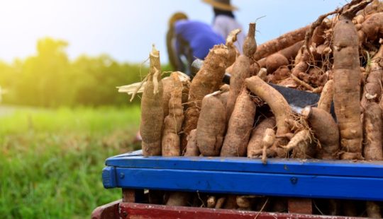Expectativas para o mercado de mandioca em 2020 - MF Magazine