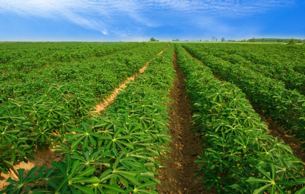 Plantação de mandioca extensa 
