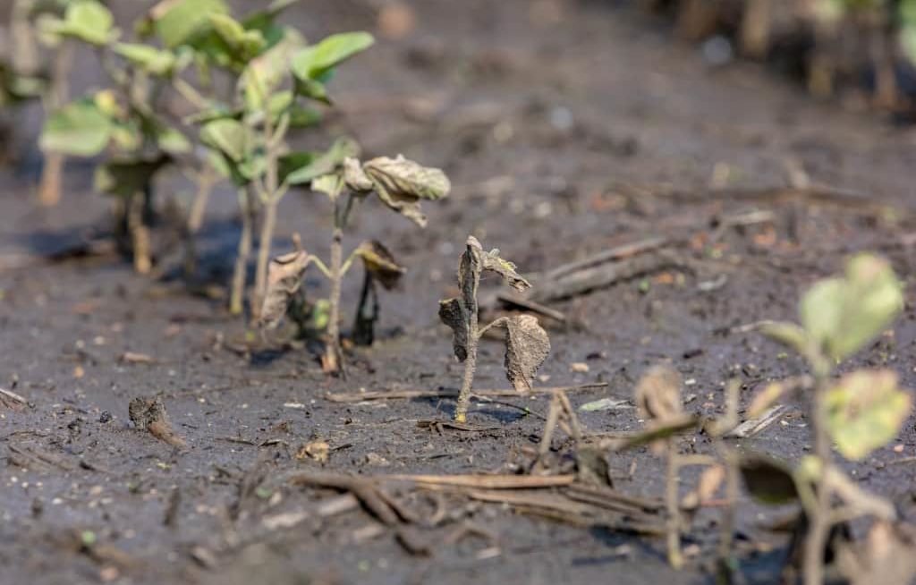 Soja com barro danificada pela chuva