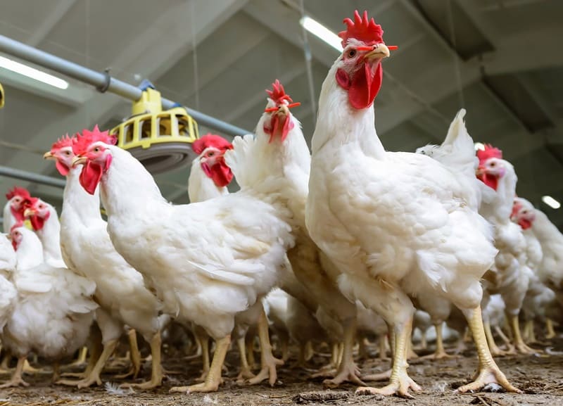 Produção de aves: 4 dicas de ouro para aumentar seu faturamento