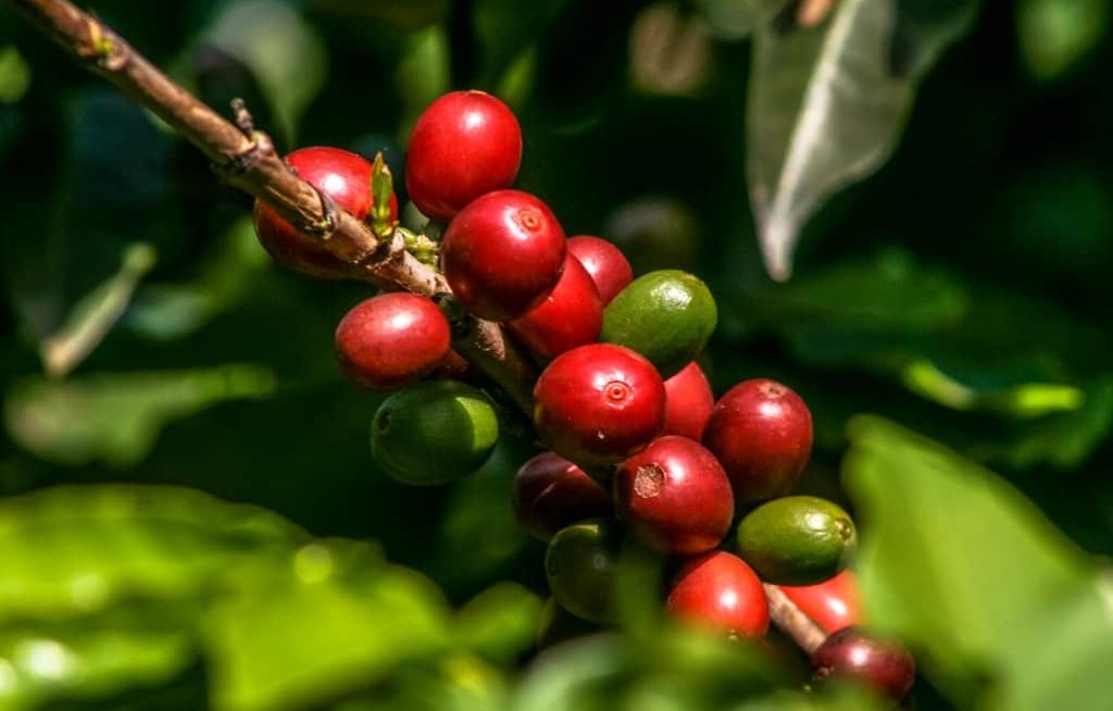 Galho com café maduro