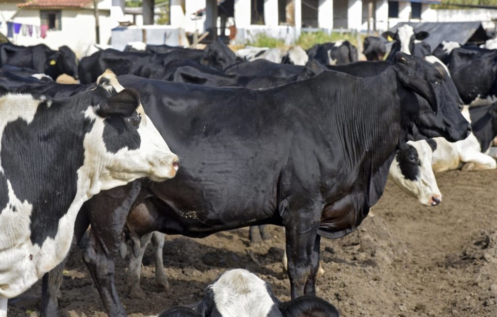 Vacas Girolando