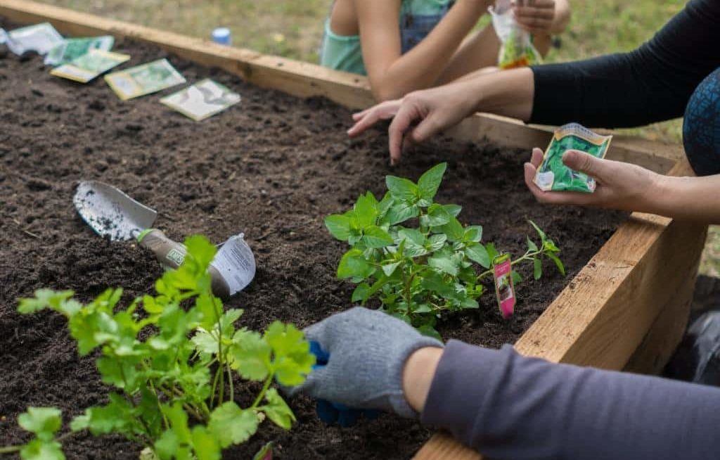 Família plantando sementes e mudas em canteiro de horta