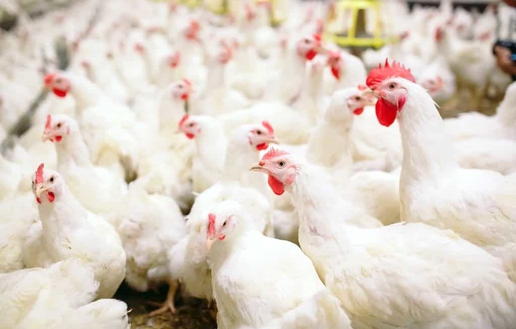 Aves brancas de qualidade