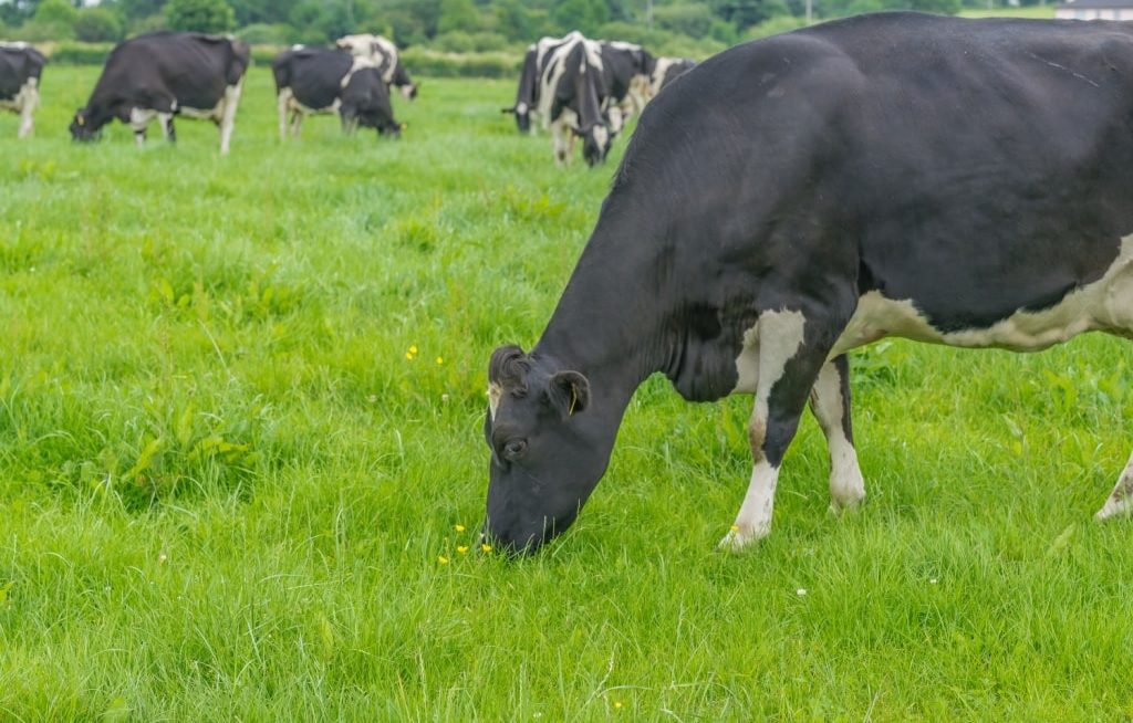 Vacas leiteiras holandesas pastando