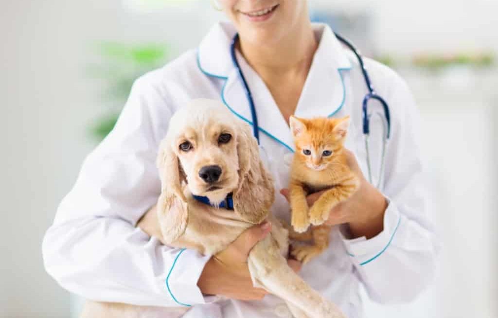 Veterinária com cachorro e gato nos braços