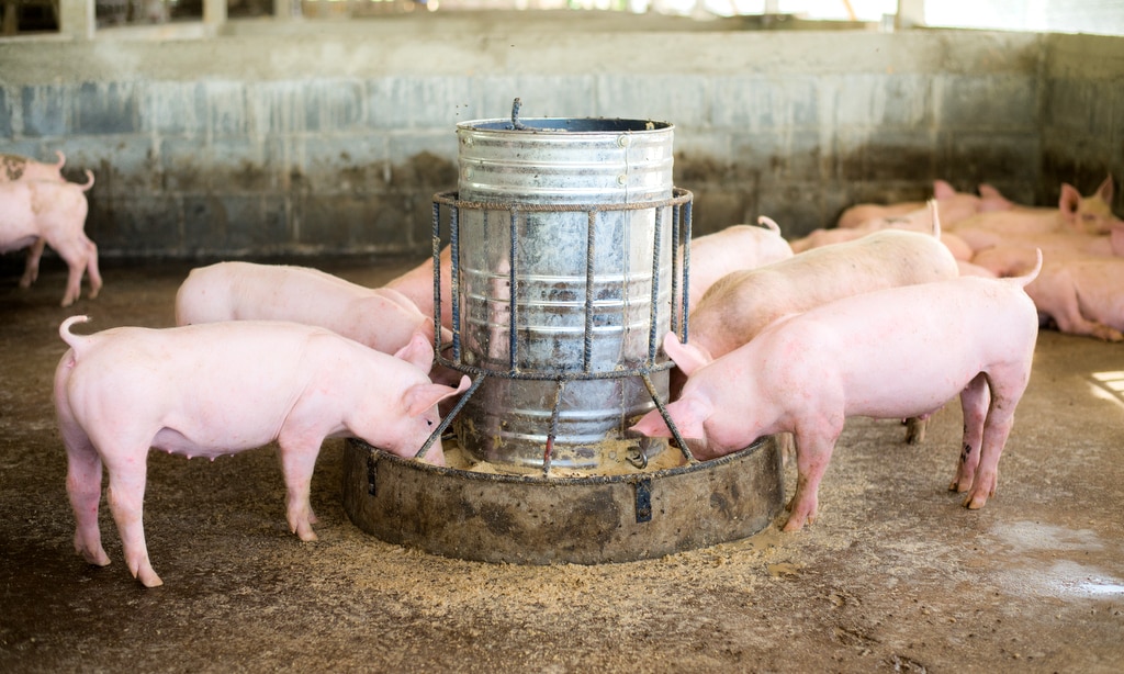Suínos se alimentando e desperdiçando