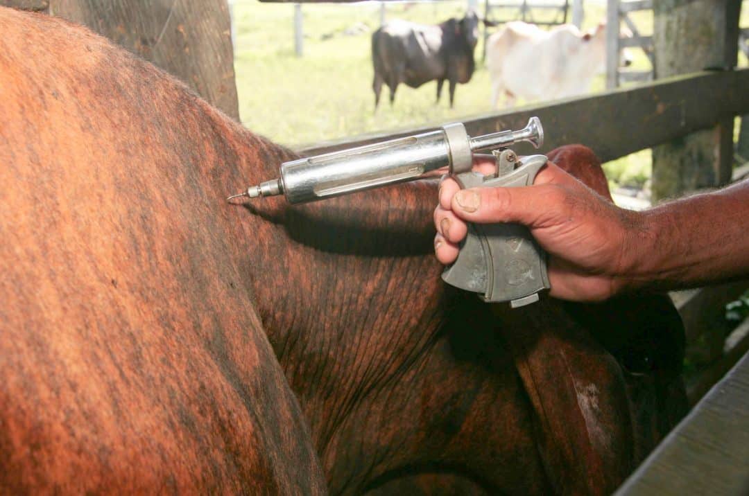 Gado sendo vacinado contra febre aftosa
