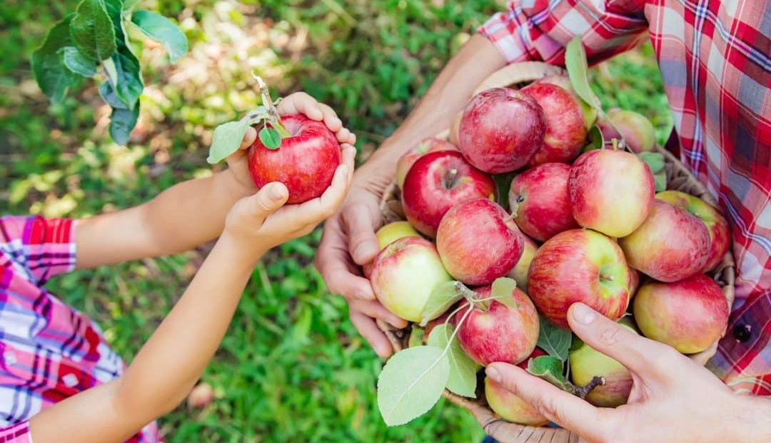 Frutas como fonte de renda para agricultura familiar