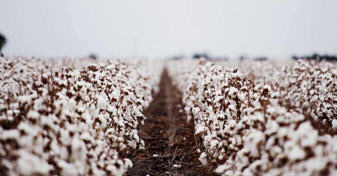Algodão cultivado em clima frio