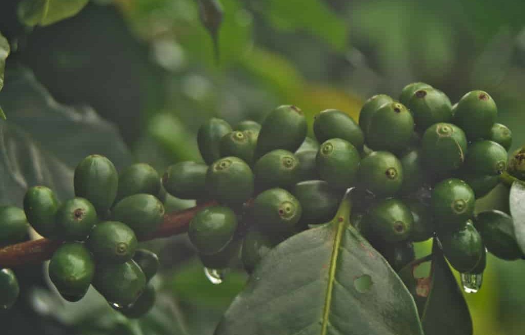 Roseta de café verde com broca