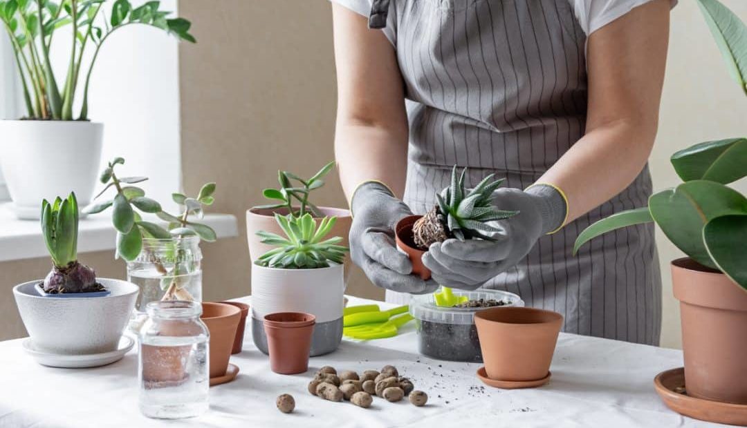 Como plantar suculentas e cactos em vasos?
