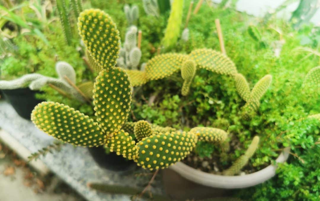 Cacto plantado em vaso